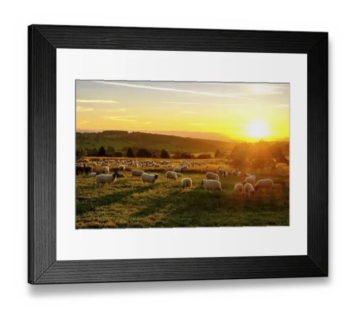 Framed Print : Rhoen sheep, flock of sheep, sheep