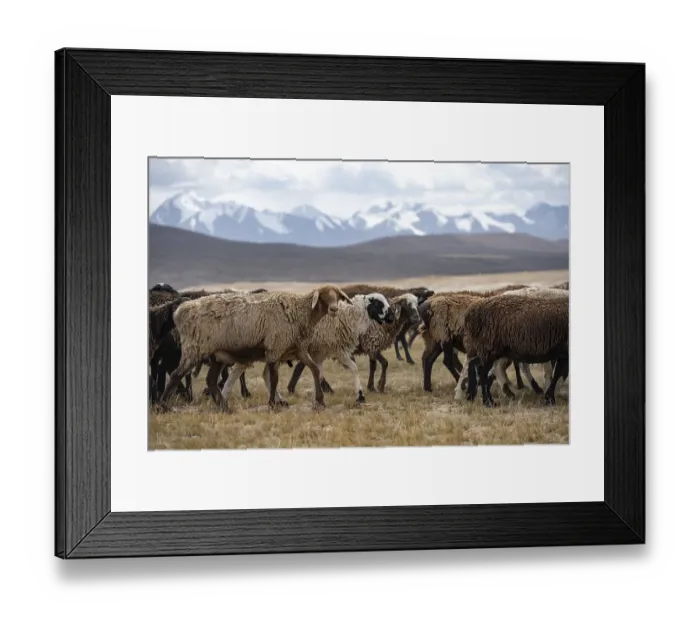 Framed Print : Flock of sheep, brown sheep, Tian Shan