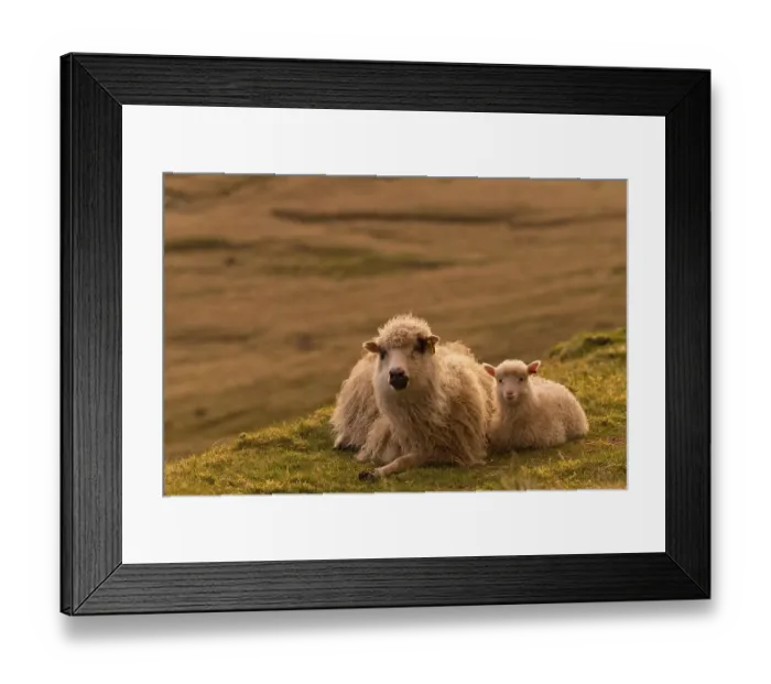 Framed Print : Ewe with lamb, lying down, evening mood