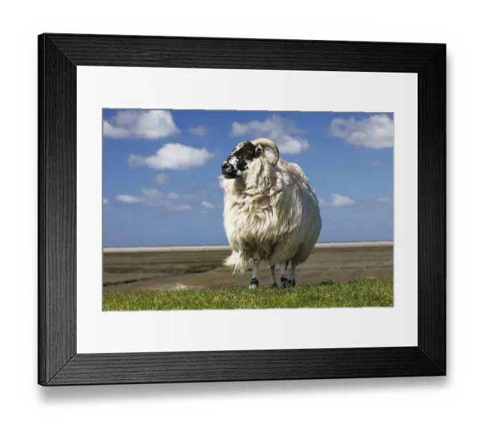 Framed Print : Domestic long-haired ram (Ovis gmelini aries) stands on dike against blue cloudy sky Framed Print : Domestic long-haired ram (Ovis gmelini aries) stands on dike against blue cloudy sky