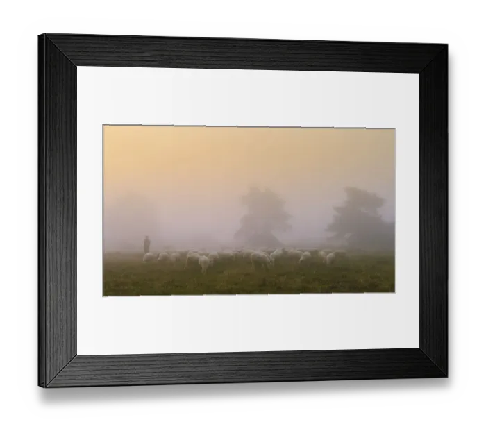 Framed Print : Shepherd with a flock of sheep in the heath at the Thuelsfeld dam at sunrise
