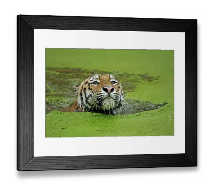 Framed Print : Siberian tiger or Amur tiger (Panthera tigris altaica)