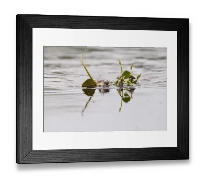 Framed Print : Muskrat (Ondatra zibethicus) floats in water with plants in mouth for construction