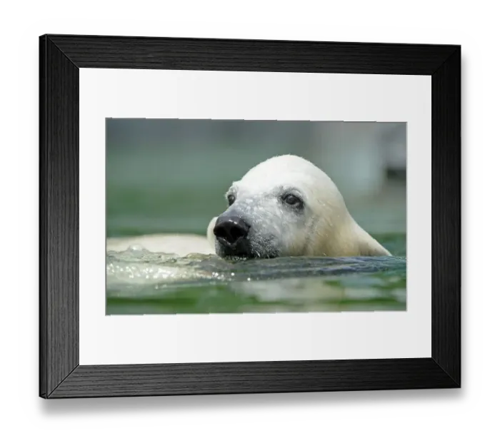 Framed Print : Young polar bear (Ursus maritimus) WILBAER Framed Print : Young polar bear (Ursus maritimus) WILBAER