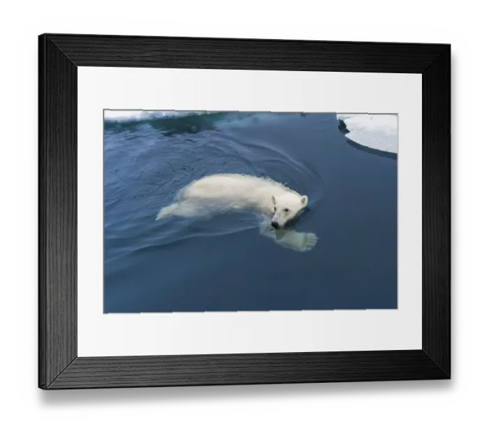 Framed Print : Polar Bear (Ursus maritimus) swimming through pack ice Framed Print : Polar Bear (Ursus maritimus) swimming through pack ice