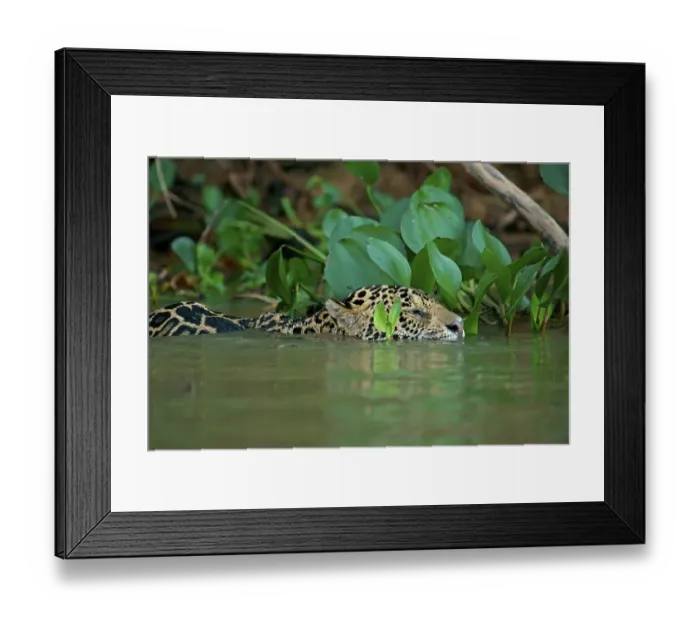 Framed Print : Jaguar (Panthera onca) swims in the river