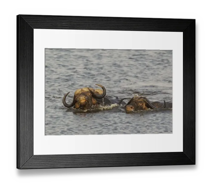 Framed Print : Cape Buffalo (Syncerus caffer caffer)