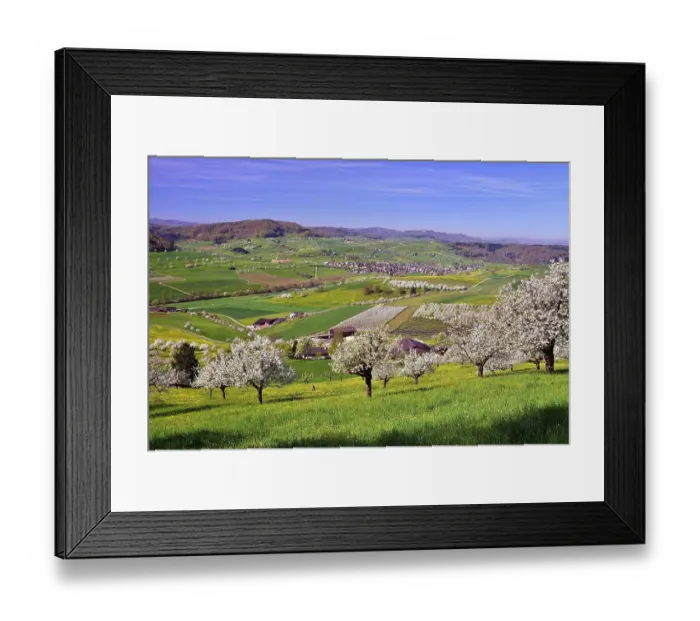 Framed Print : Landscape with blooming cherry trees