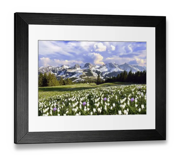 Framed Print : Flowering crocus meadow with storm clouds above the Bernese Alps Framed Print : Flowering crocus meadow with storm clouds above the Bernese Alps