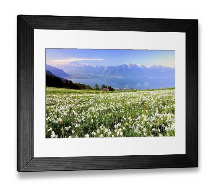 Framed Print : Meadow with white daffodils at Lake Geneva Framed Print : Meadow with white daffodils at Lake Geneva