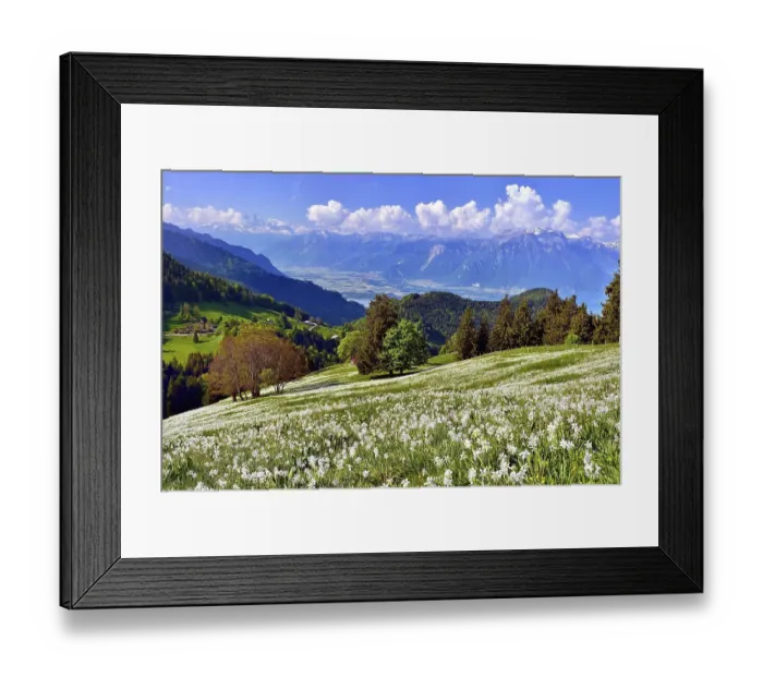 Framed Print : Poet's daffodils (Narcissus poeticus) in a meadow Framed Print : Poet's daffodils (Narcissus poeticus) in a meadow