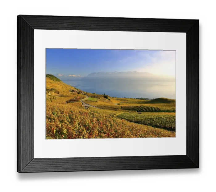 Framed Print : Autumn coloured vineyards on Lake Geneva