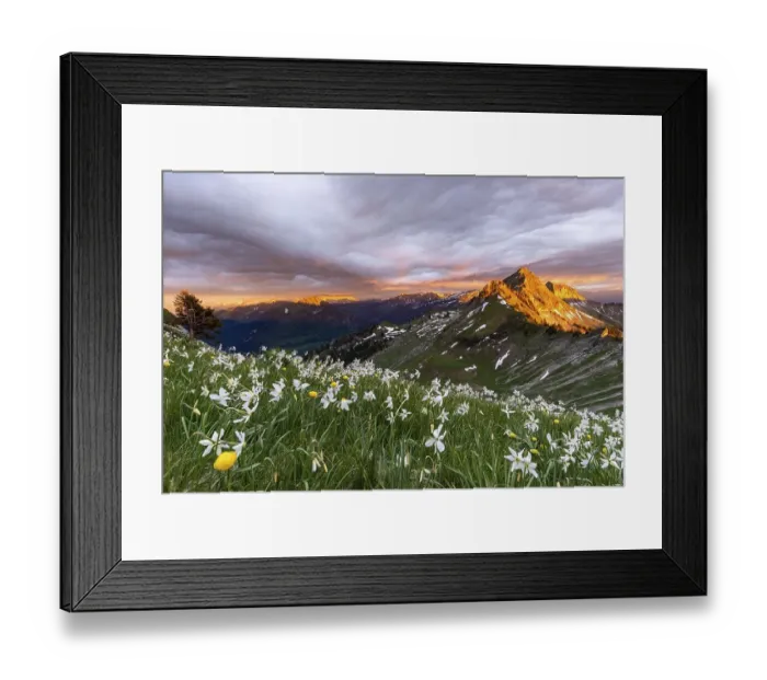 Framed Print : Poet's daffodil (Narcissus poeticus) Framed Print : Poet's daffodil (Narcissus poeticus)