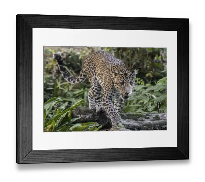 Framed Print : Javan leopard (Panthera pardus melas) hunting in tropical rainforest Framed Print : Javan leopard (Panthera pardus melas) hunting in tropical rainforest