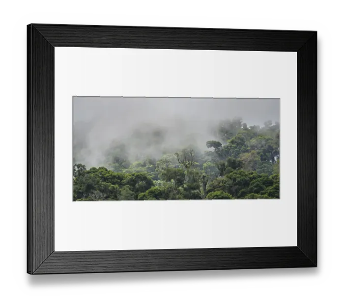 Framed Print : Rainforest with fog, San Gerardo de Dota Framed Print : Rainforest with fog, San Gerardo de Dota