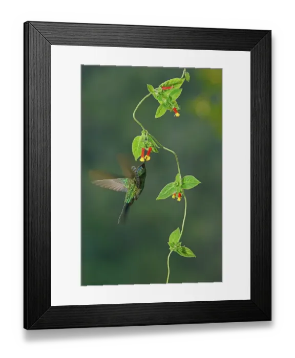 Framed Print : Violet-capped woodnymph (Thalurania glaucopis) drinking nectar at a flower