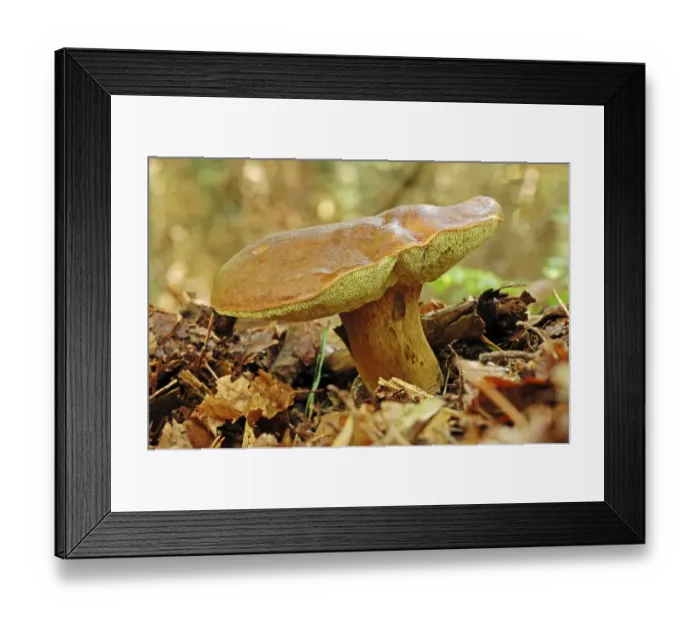 Framed Print : Summer cep (Boletus reticulatus)
