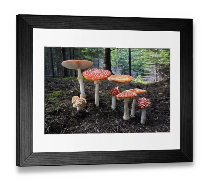 Framed Print : Fly Amanita Mushrooms, North Rhine-Westphalia Framed Print : Fly Amanita Mushrooms, North Rhine-Westphalia