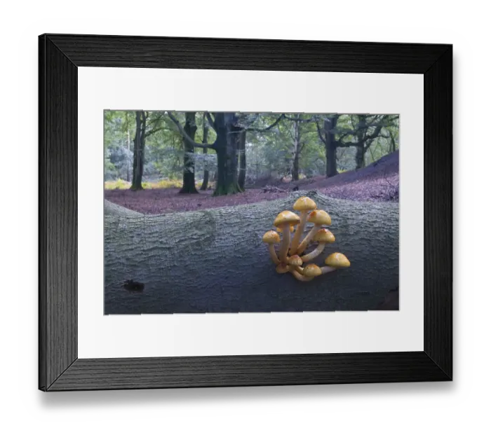 Framed Print : Golden Pholiota (Pholiota aurivella)