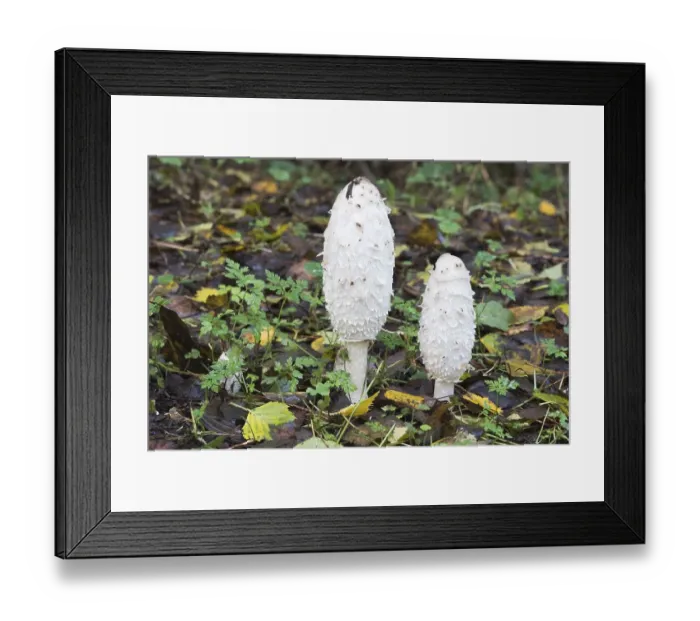 Framed Print : Lawyer's wig, shaggy ink cap (Coprinus comatus)