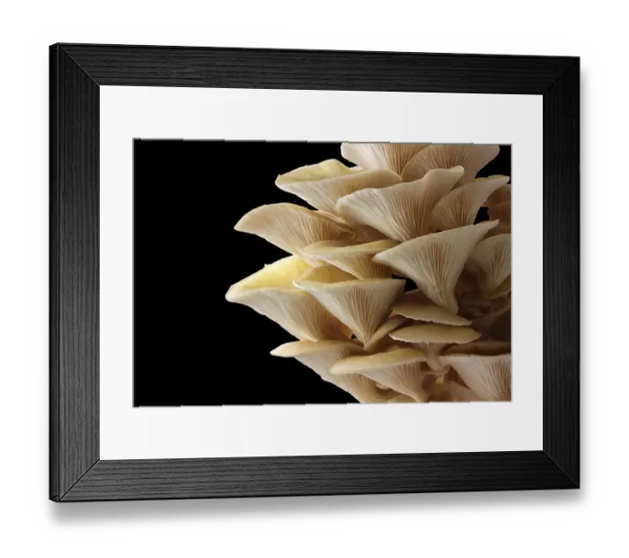 Framed Print : Golden oyster mushrooms (Pleurotus citrinopileatus)