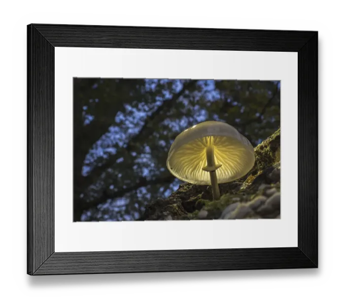 Framed Print : Porcelain fungus (Oudemansiella mucida)