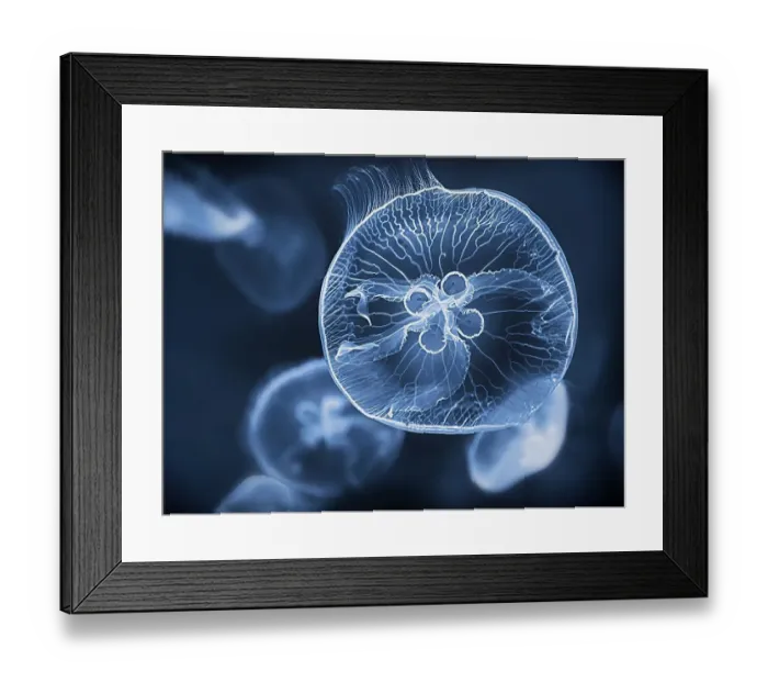 Framed Print : Common jellyfish (Aurelia aurita) swimming in the water