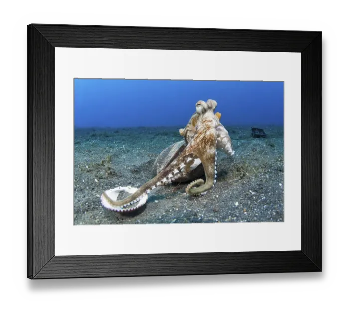 Framed Print : Coconut octopus (Octopus marginatus) with empty shell as shelter Framed Print : Coconut octopus (Octopus marginatus) with empty shell as shelter