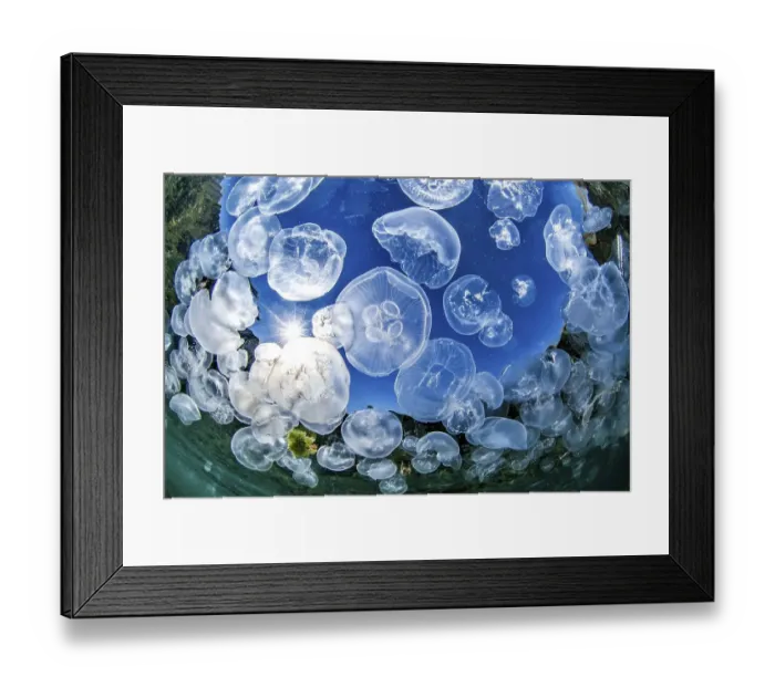 Framed Print : School of Common jellyfishes (Aurelia aurita) on the YIJldIJzkoy Bay underwater Trail