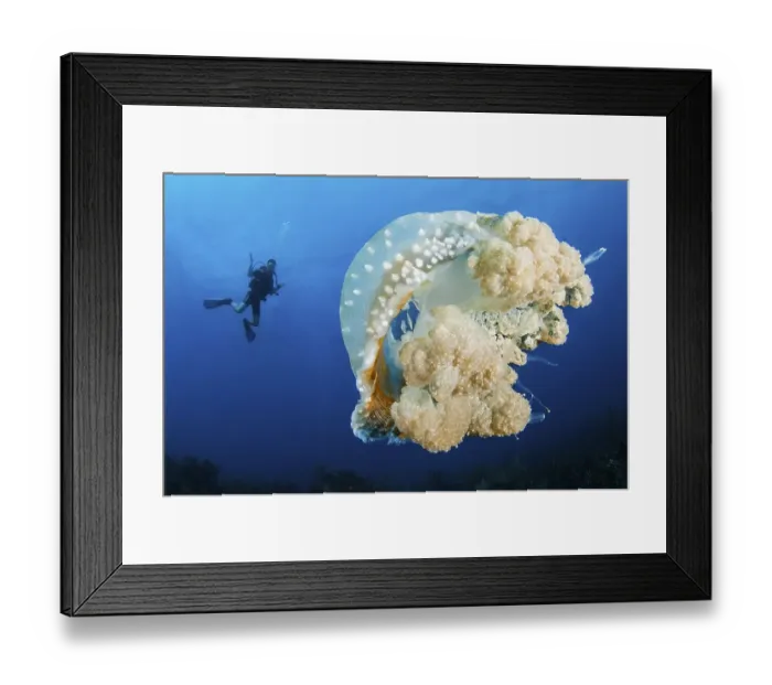 Framed Print : Australian spotted jellyfish (Phyllorhiza punctata) and diver