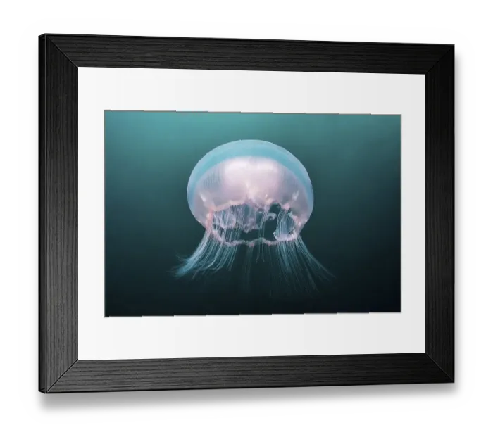 Framed Print : Moon Jellyfish (Aurelia aurita)