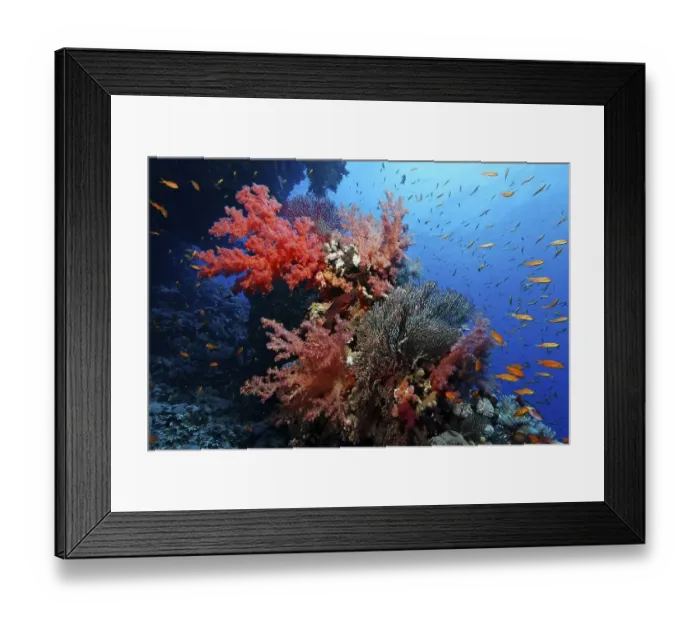 Framed Print : Coral reef with different soft corals and Fairy Basselets (Pseudoanthias sp)