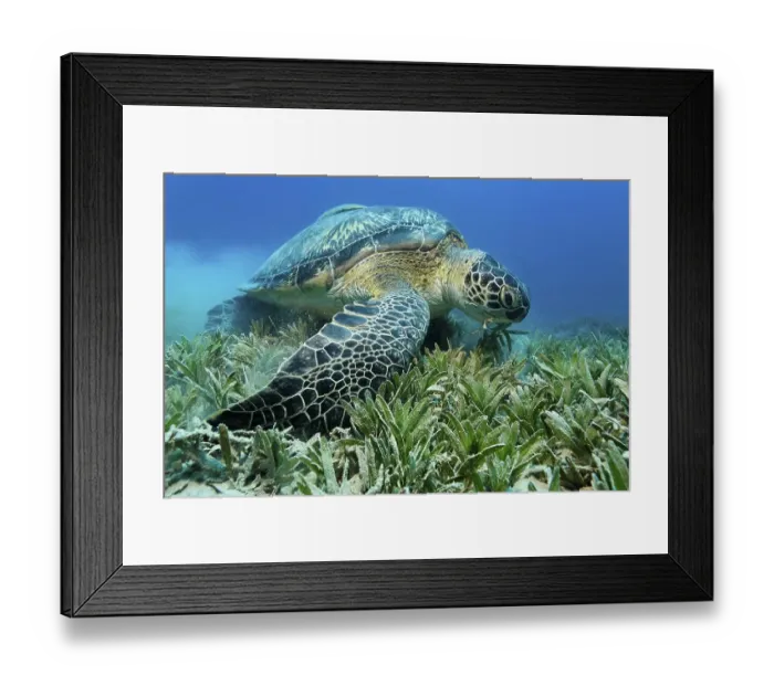 Framed Print : Green Sea Turtle (Chelonia mydas) feeding on sea weed in a meadow