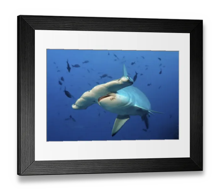 Framed Print : Scalloped Hammerhead Shark (Sphyrna lewini)