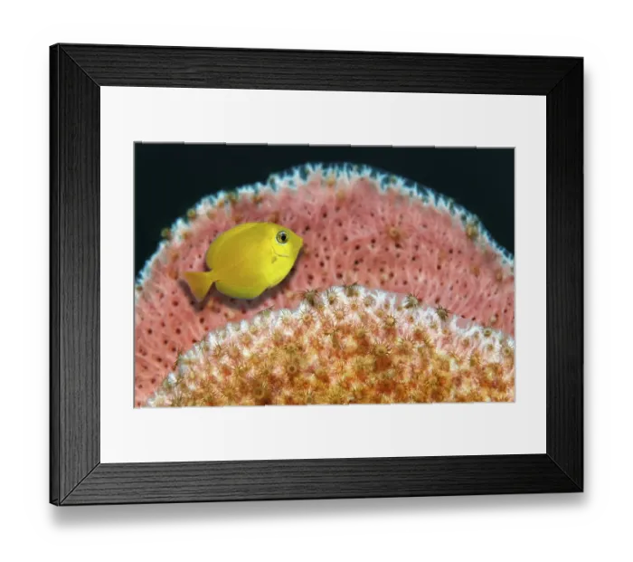 Framed Print : Blue Tang (Acanthurus coeruleus)