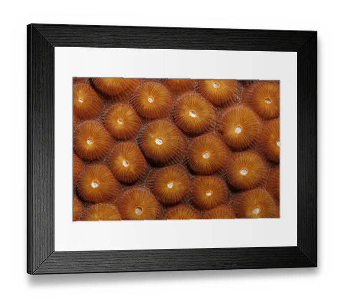 Framed Print : Polyps, stony coral, Saint Lucia, St