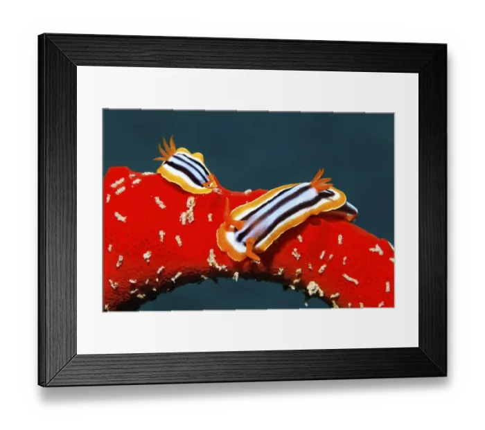 Framed Print : Two Nudibranches or Sea slugs (Chromodoris quadricolor) Framed Print : Two Nudibranches or Sea slugs (Chromodoris quadricolor)