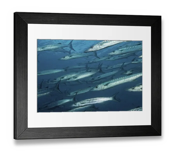 Framed Print : Shoal of Blackfin or Blacktail Barracudas (Sphyraena qenie) swimming in open water