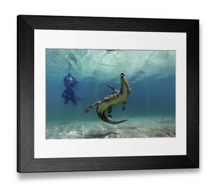 Framed Print : American crocodile (Crocodylus acutus) Framed Print : American crocodile (Crocodylus acutus)