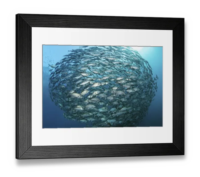 Framed Print : Large shoal of bigeye trevallies (Caranx sexfasciatus)