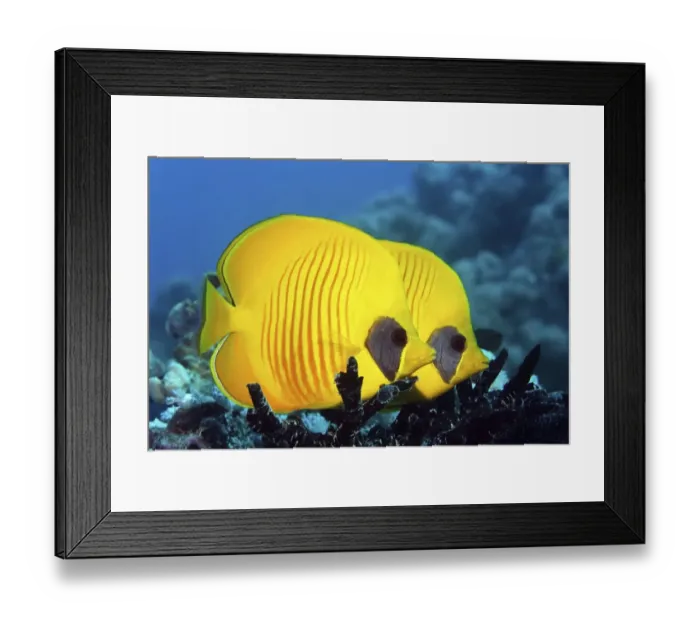 Framed Print : Two Masked Butterflyfish (Chaetodon semilarvatus)