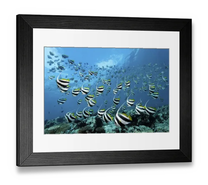 Framed Print : School of Schooling Bannerfish (Heniochus diphreutes) over a coral reef Framed Print : School of Schooling Bannerfish (Heniochus diphreutes) over a coral reef