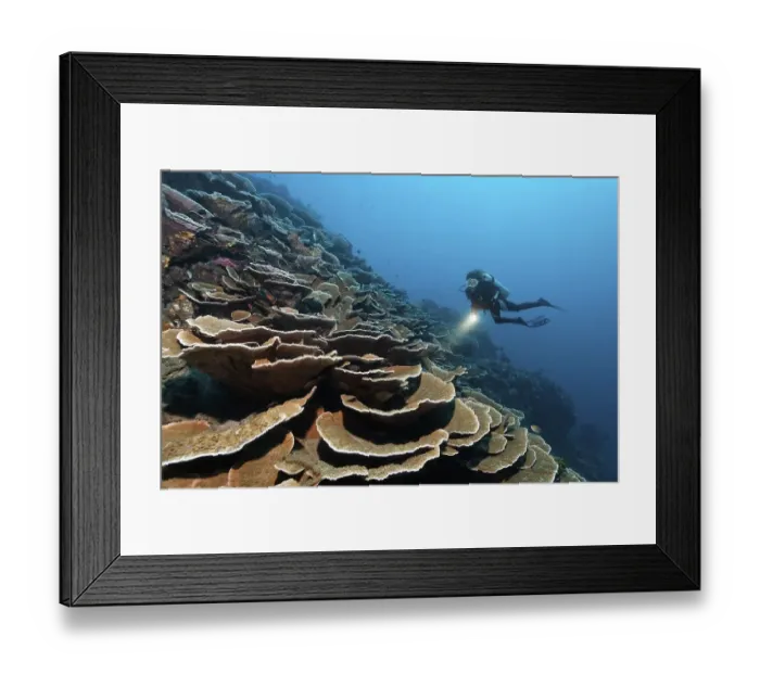 Framed Print : Diver with lamp floating above steep drop with Pore Corals growing in the shape of terraces (Montipora tuberculosa) Framed Print : Diver with lamp floating above steep drop with Pore Corals growing in the shape of terraces (Montipora tuberculosa)