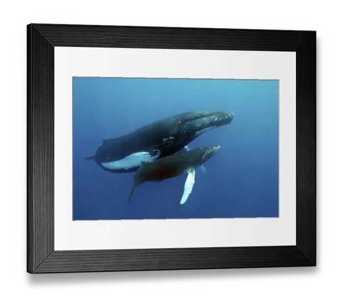 Framed Print : Humpback whale (Megaptera novaeangliae)