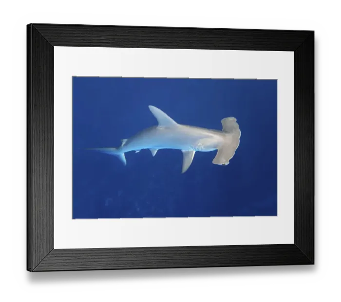 Framed Print : Scalloped hammerhead shark (Sphyrna lewini) swimming in open sea
