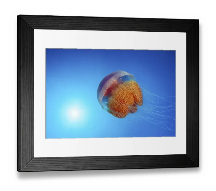 Framed Print : Umbrella jellyfish or scyphozoans (Scyphozoa) Framed Print : Umbrella jellyfish or scyphozoans (Scyphozoa)