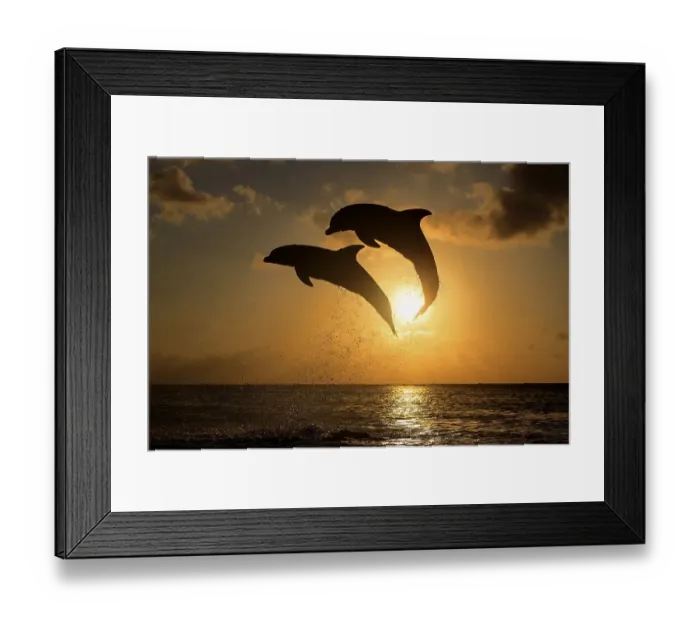 Framed Print : Two Common Bottlenose Dolphins (Tursiops truncatus)