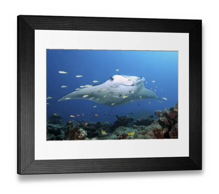 Framed Print : Pelagic manta ray (Manta birostris) over coral reef Framed Print : Pelagic manta ray (Manta birostris) over coral reef