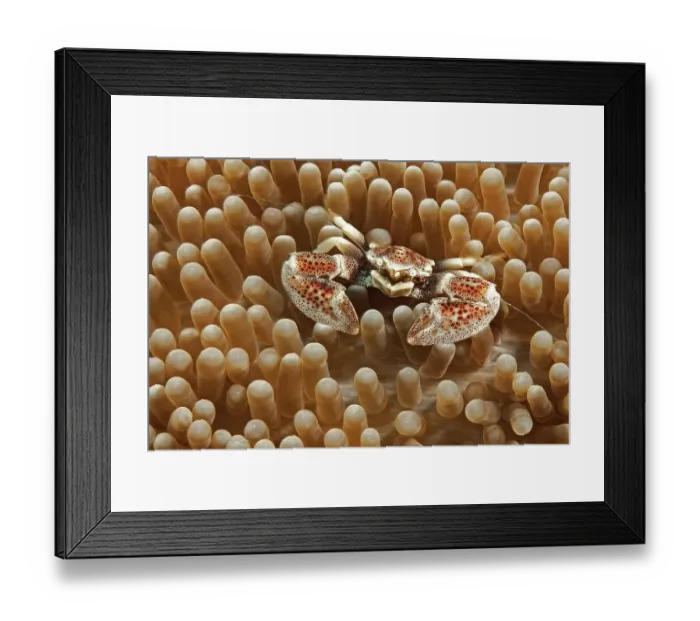Framed Print : Spotted anemone crab spotted porcelain crab (Neopetrolisthes maculatus)