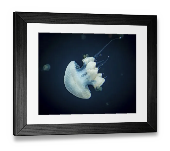 Framed Print : Jellyfish with white dots, root mouth jellyfish (Phyllorhiza punctata)